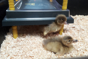 09.06.22 - Hatching Ducklings